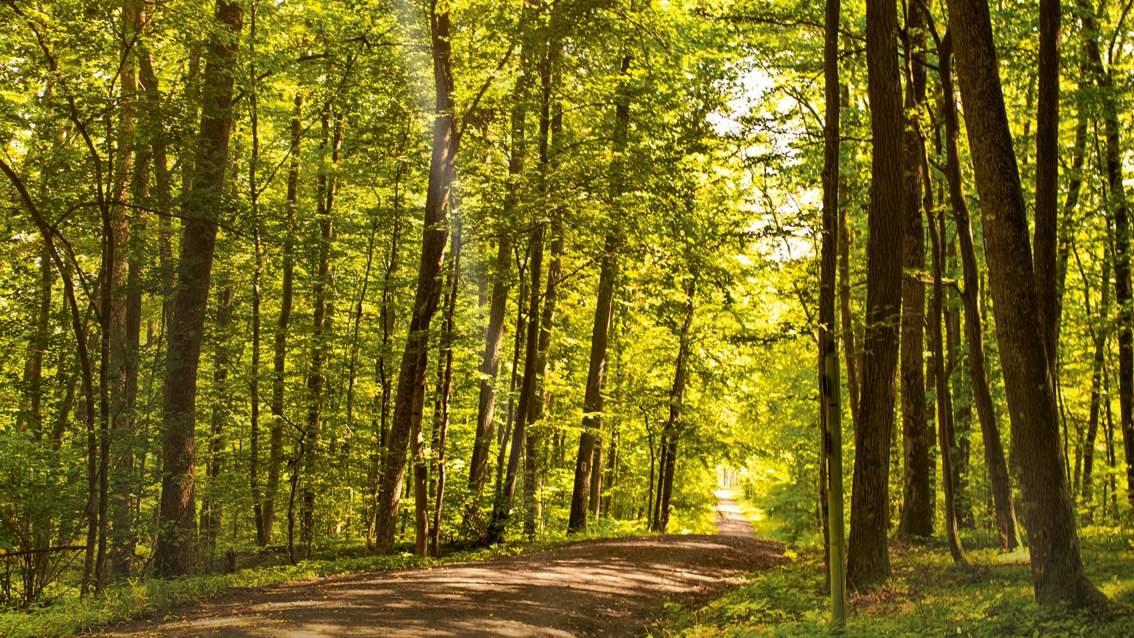Waldweg im Sommer, Sonnenlicht durch Bäume