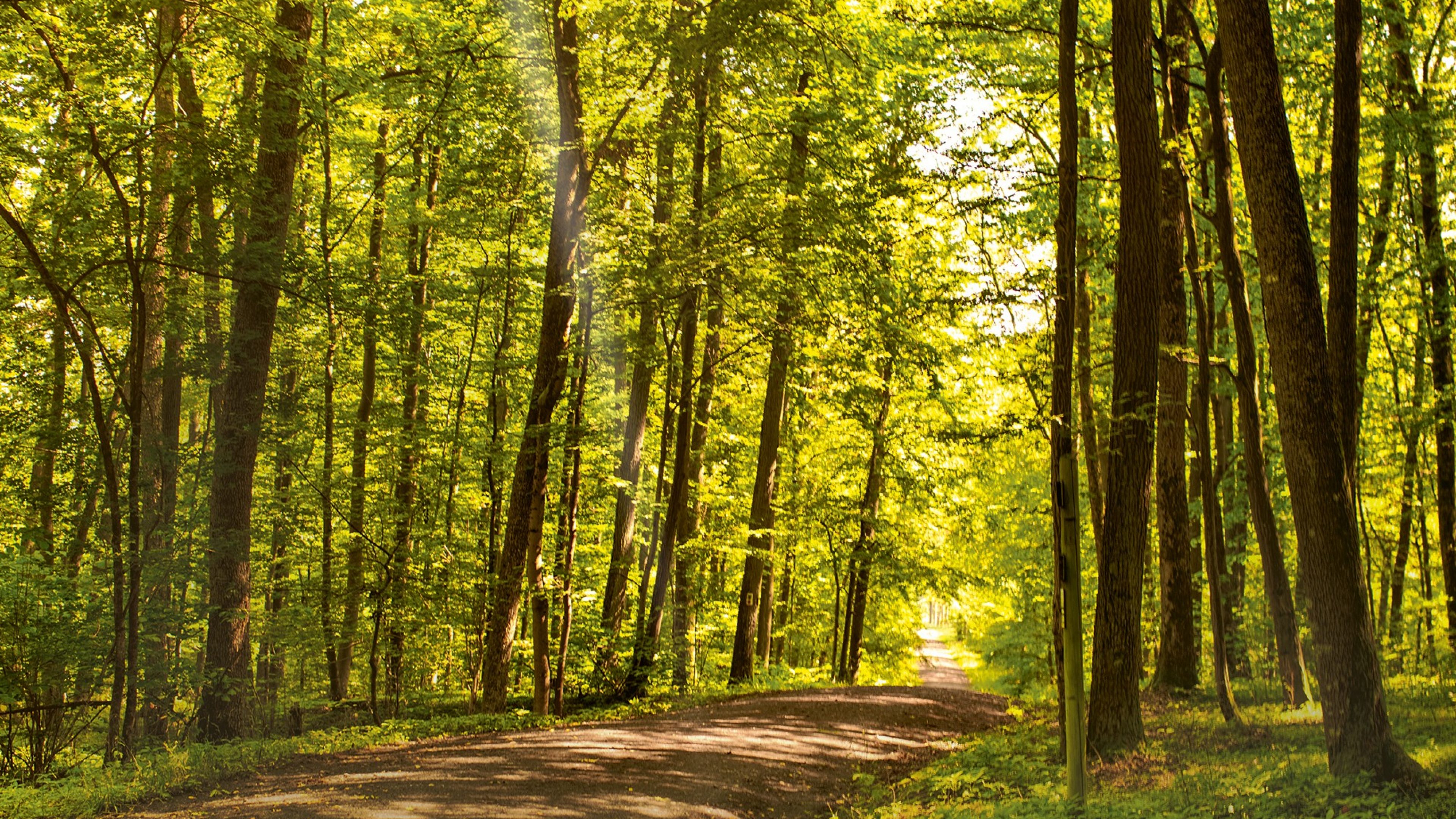 Weg in einem sonnigen Buchenwald im Sommer