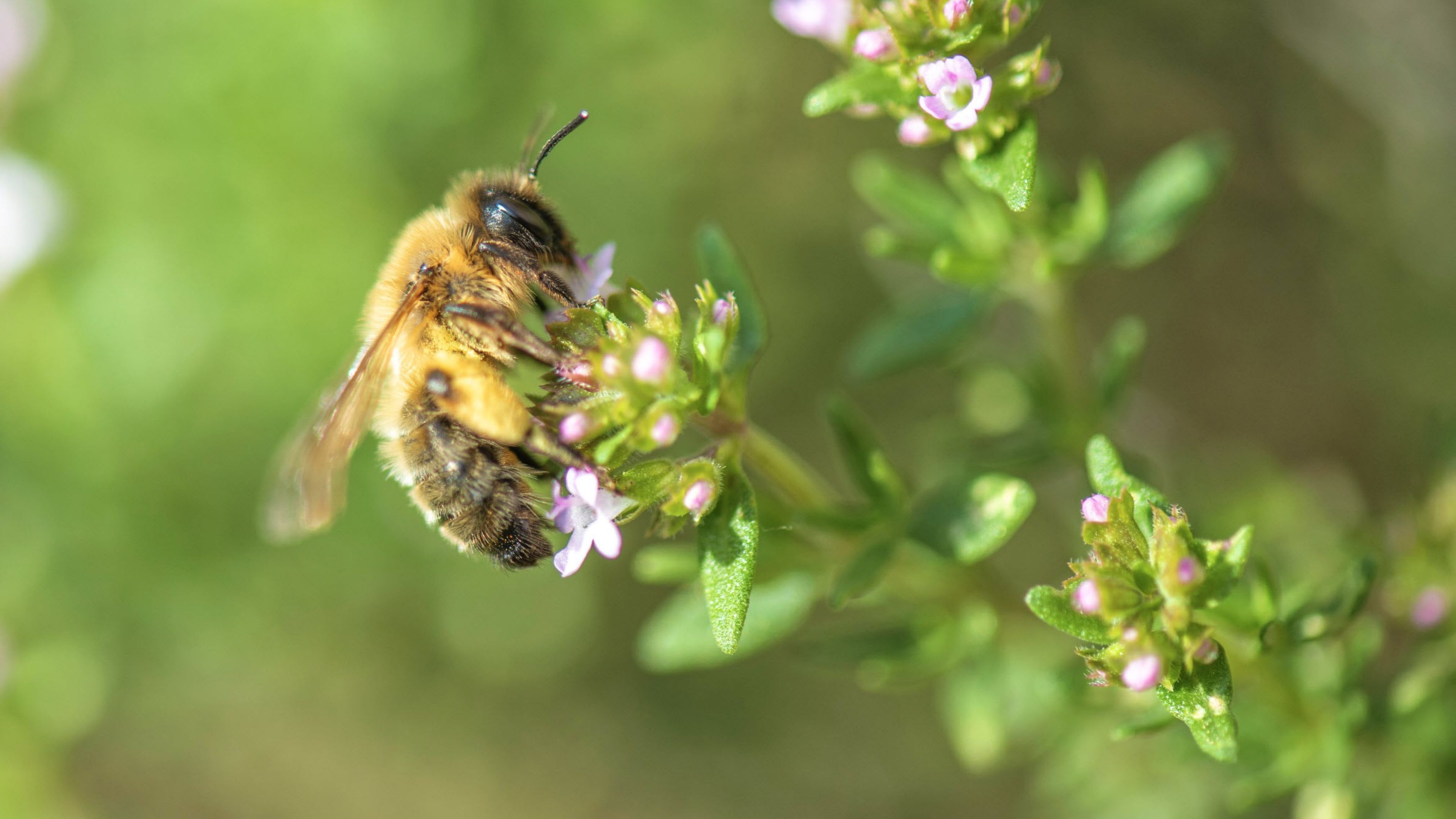 Nahaufnahme einer Honigbiene, die weisse Thymianblüten in einem Garten auf unscharfem Hintergrund im Frühling bestäubt