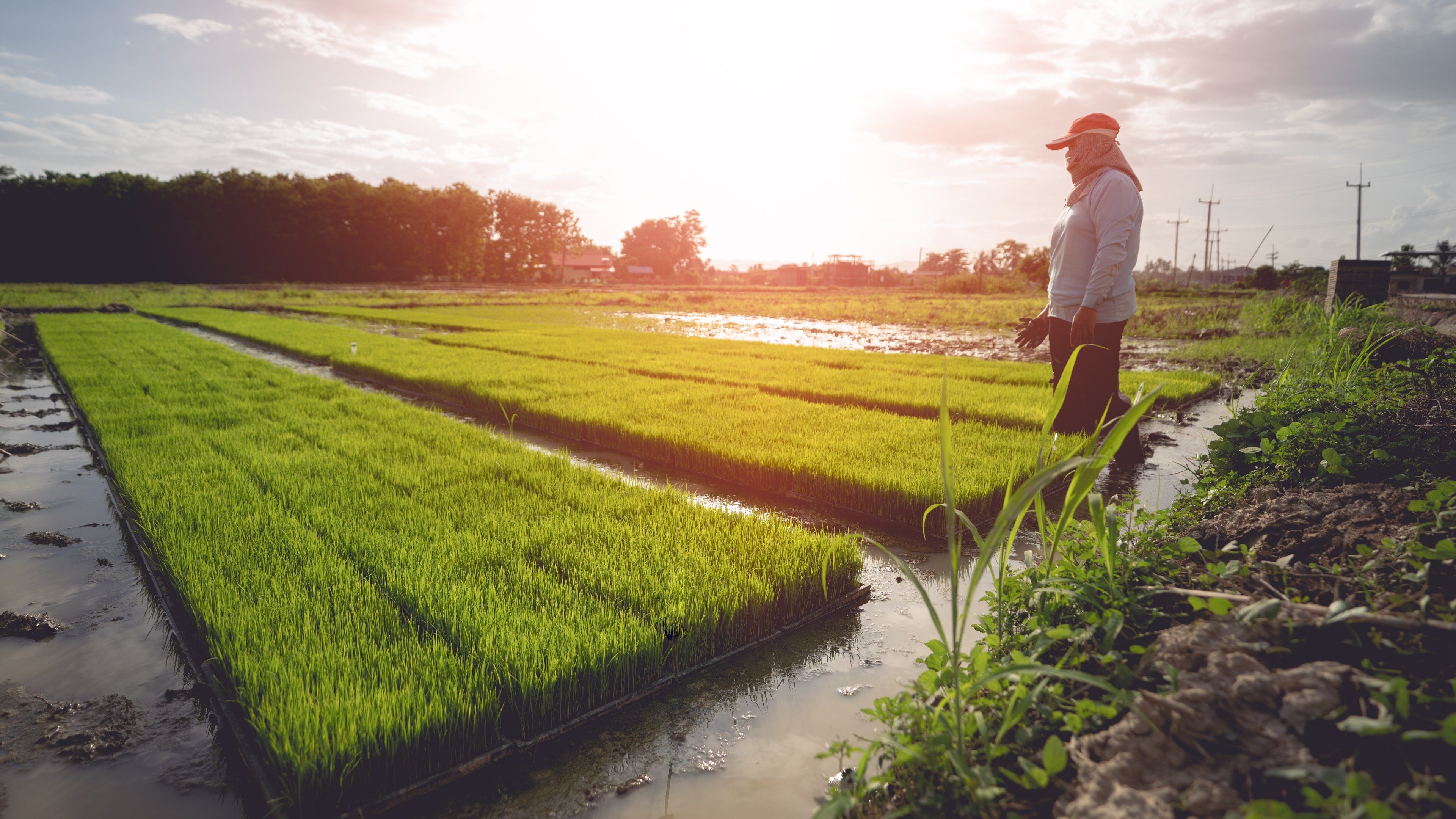  Agriculture farmer of Asia rice field work concept.Farmers grow rice in the rainy season. Asian farmer working on rice field outdoor in Agricultural of Asia. Worker in rural work in farm with sunset